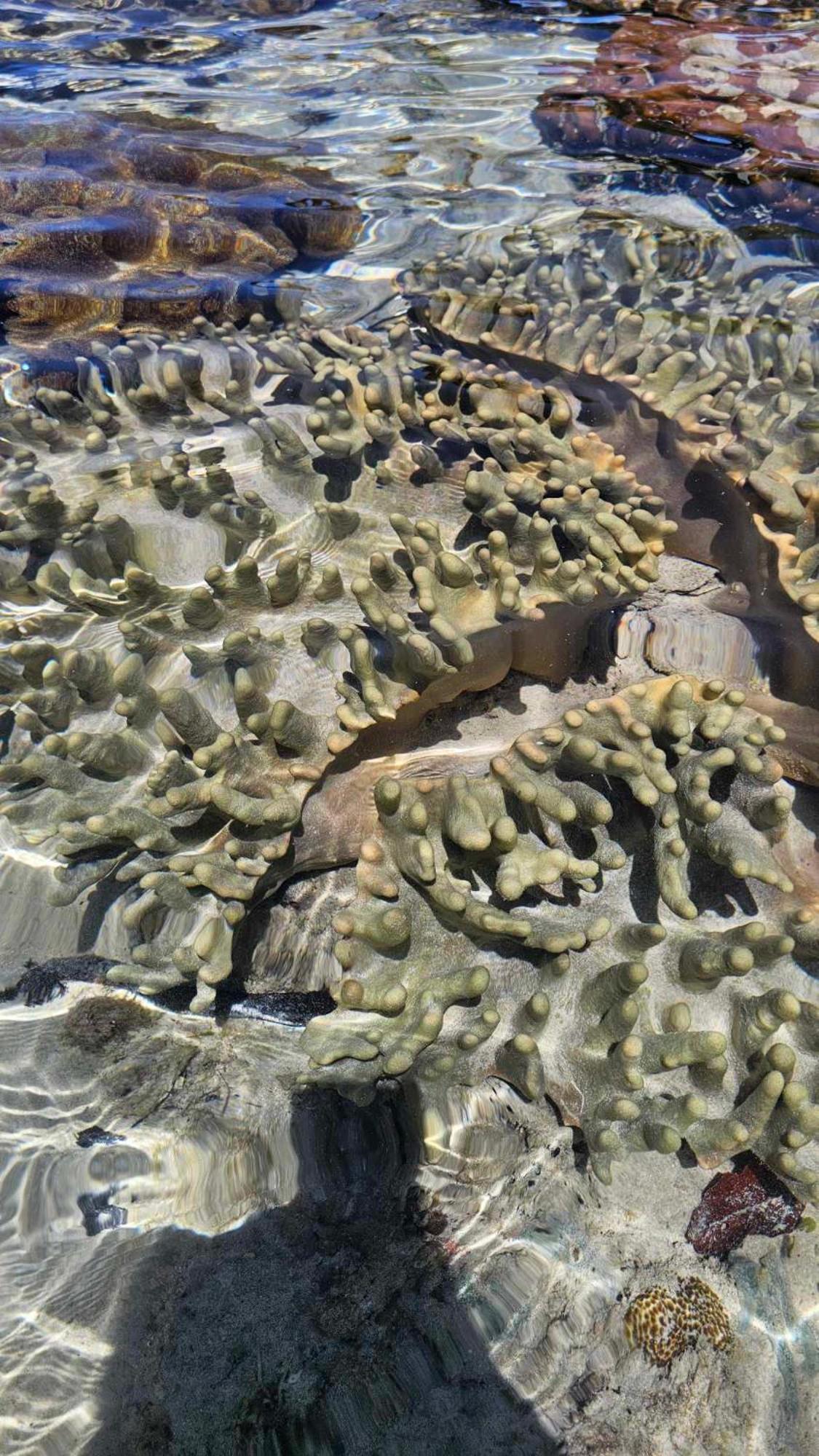 Eagles Nest Beach Resort 达沃 外观 照片